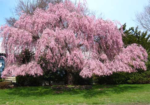 weeping cherry tree pictures. this is a weeping cherry,