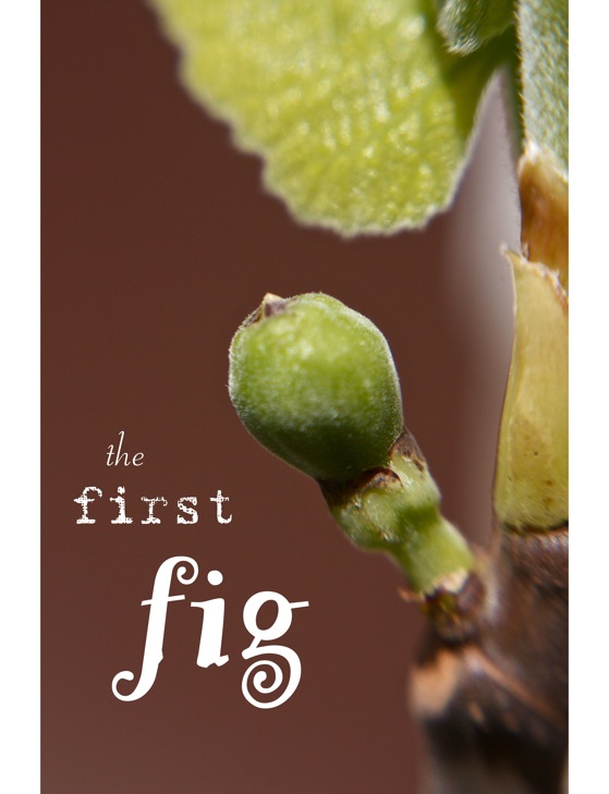 Firstfig