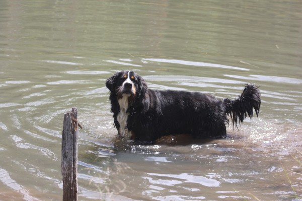 Bella is a water dog