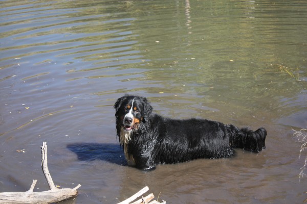 Bella in our beaver pond