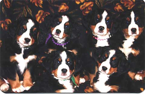 du Coeur Bernese Mountain Dogs, Rick and Lynne Robinson, Fort Collins, Colorado