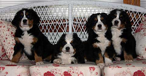 du Coeur Bernese Mountain Dogs, Rick and Lynne Robinson, Fort Collins, Colorado