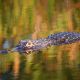 Alligator with Reflection (Closeup)