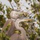 Infant Herons in Nest