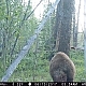 Butt End of a Cinnamon Bear