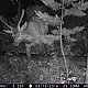 Elk at night